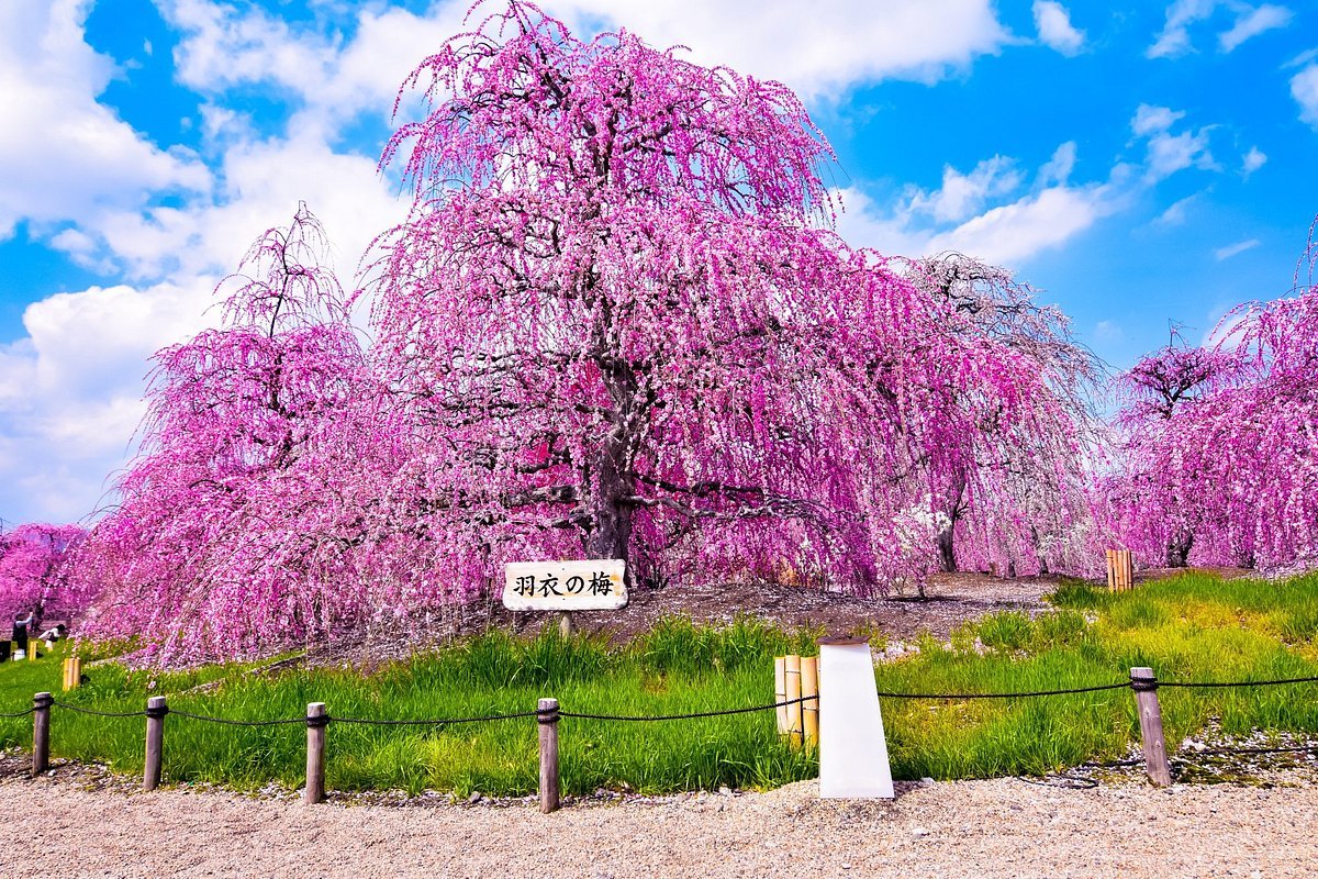 🏞️ 스즈카 플라워 파크